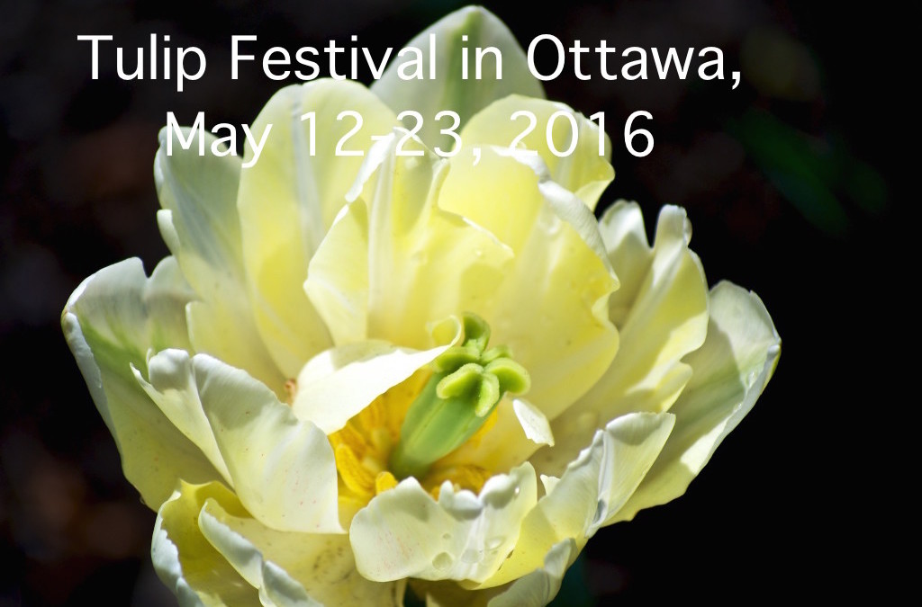 Canadian Tulip Festival (1945-2016) in Ottawa, Canada