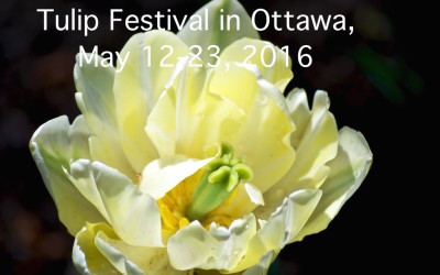 Canadian Tulip Festival (1945-2016) in Ottawa, Canada